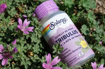 Découverte du Tribulus Terrestris : Éclairage sur une Plante d'Intérêt Médical