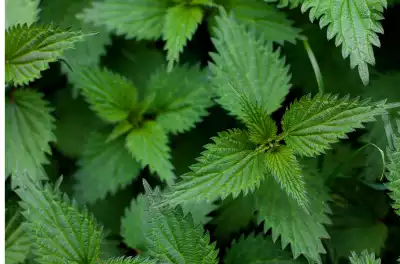 Les bienfaits de l'ortie sur notre santé